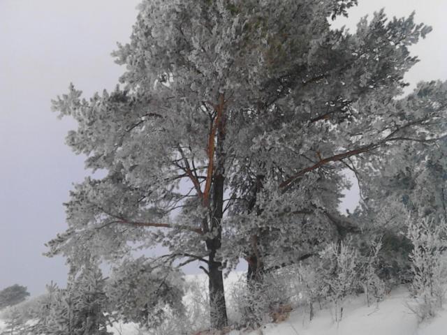 Chata Holica Pieniny Lesnica 外观 照片