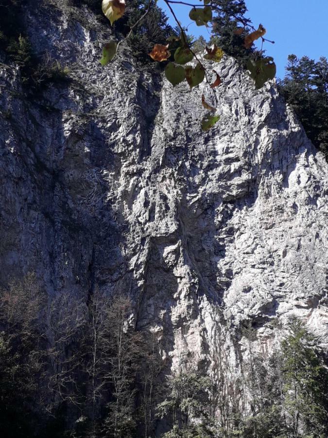 Chata Holica Pieniny Lesnica 外观 照片